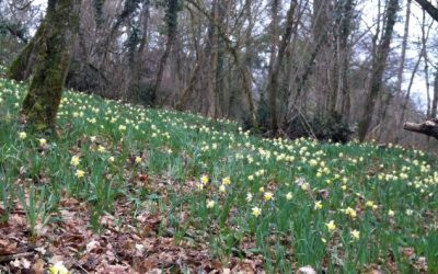 Le printemps pointe le bout de son nez
