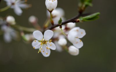 Le printemps est là…