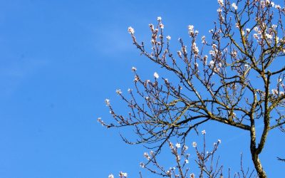 Un avant goût de printemps…