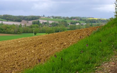 Les orchidées sauvages au Domaine de Saussignac…