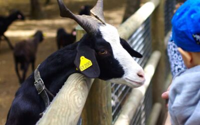 Un parc animalier et de loisir à 35 minutes du gîte de groupe, Animaparc au Burgaud