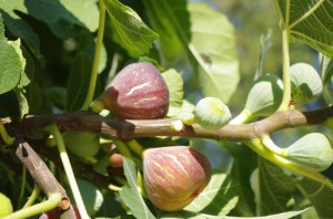 Les figues au Domaine de Saussignac