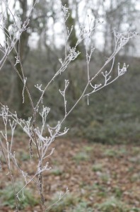 une petite branche gelée, hiver 2015