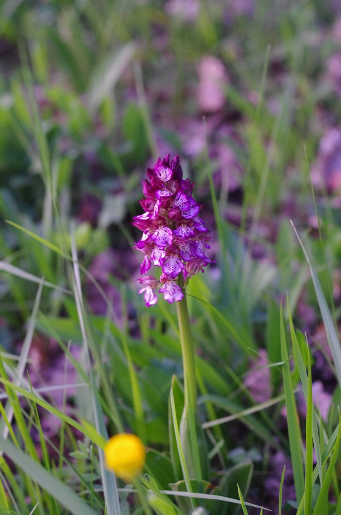 Orchidée Sauvage, une espèce protégée...