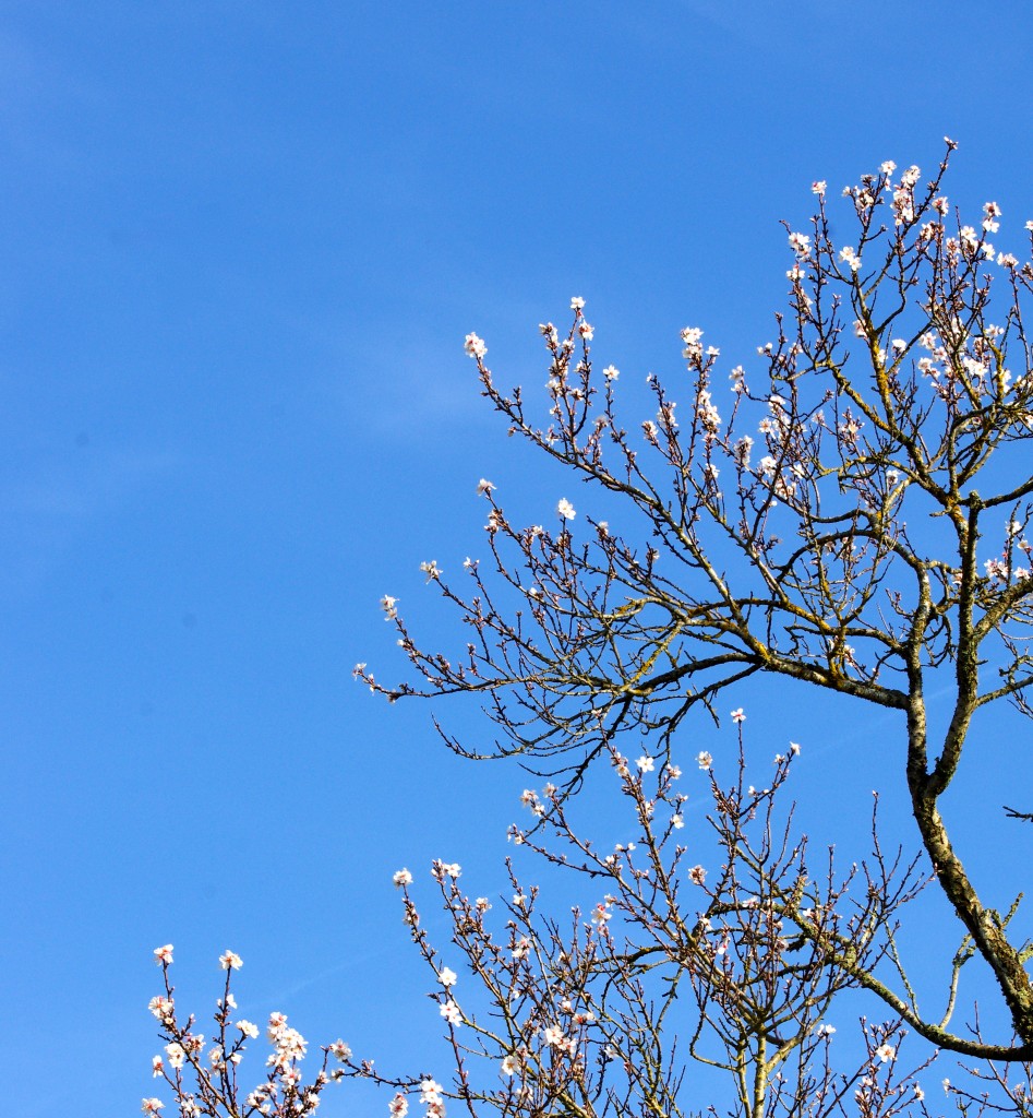 Amandier en fleurs