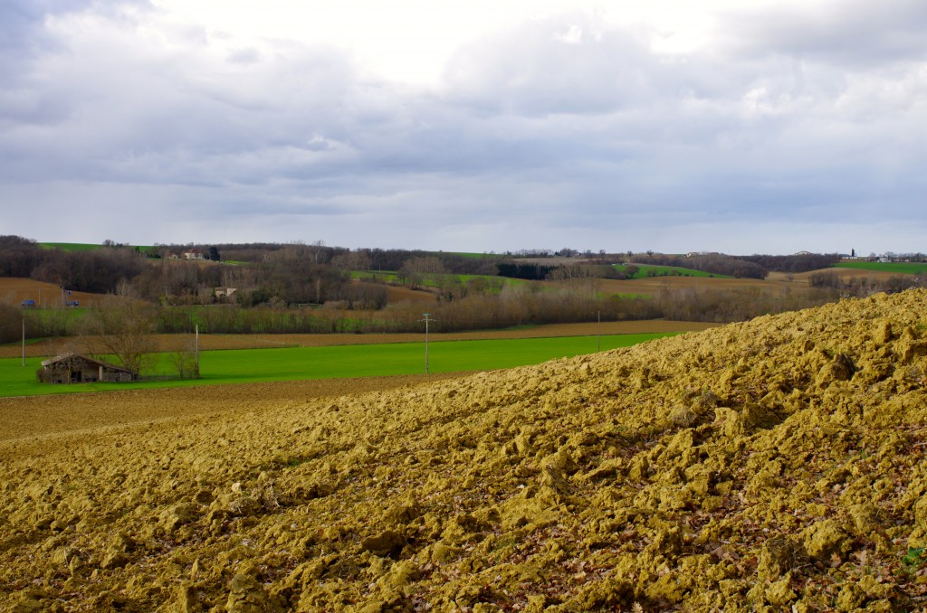 champ ocre jaune