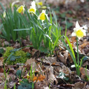 jonquilles dans les bois