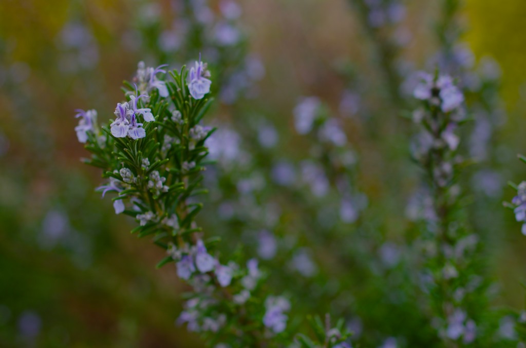 romarin en fleur