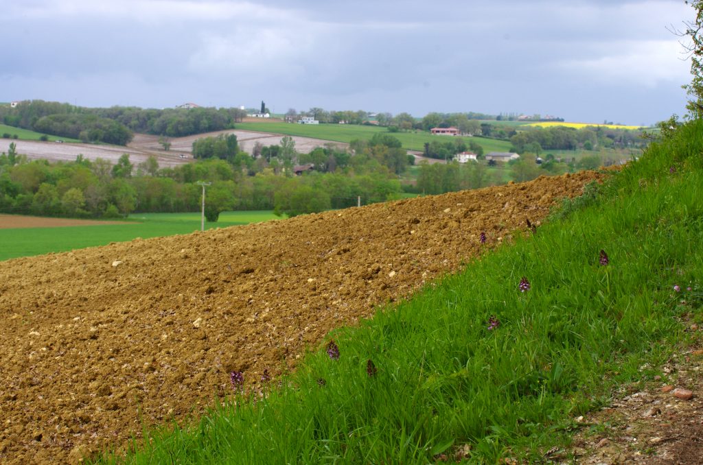 Bordure du chemin menant au gîte de charme