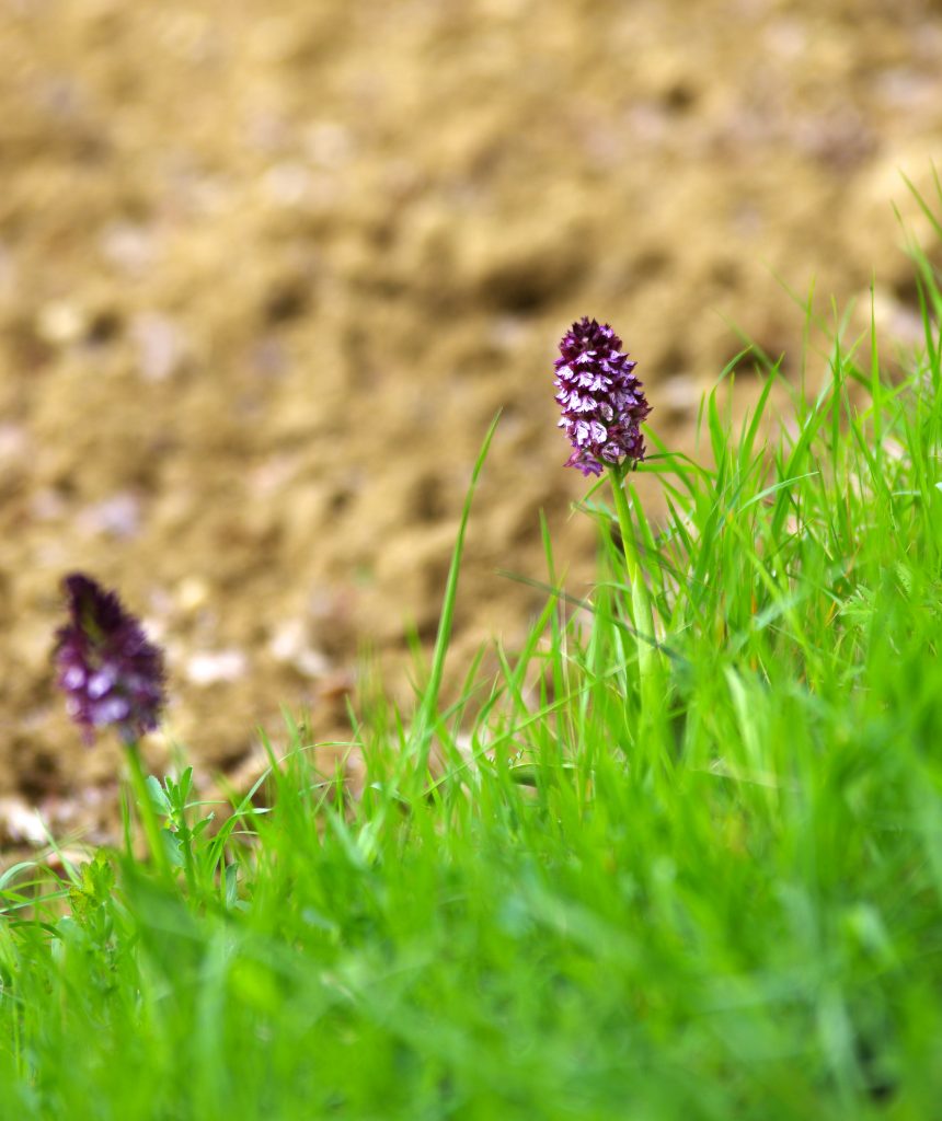 Orchidée sauvage