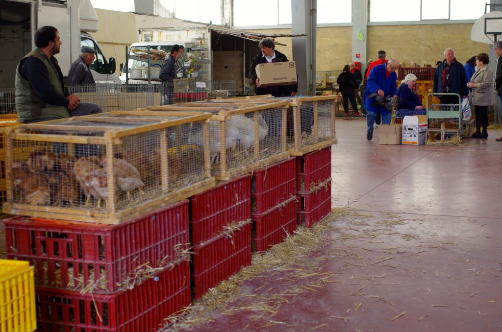 Halle, vente de volailles et animaux vivants