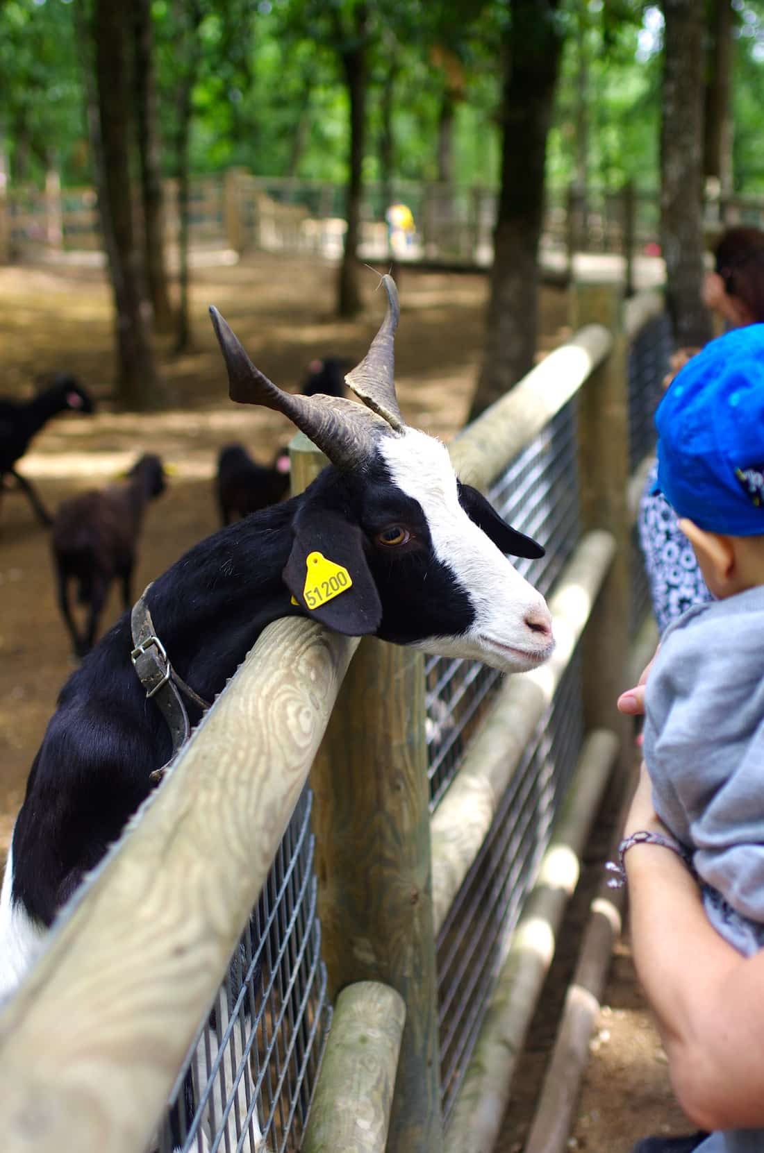 parc animalier chèvre proche du grand gîte de charme