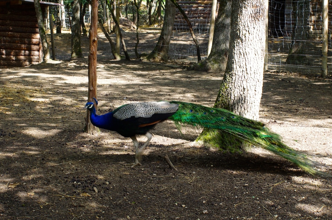 grand gîte - paon parc animalier Le Burgaud