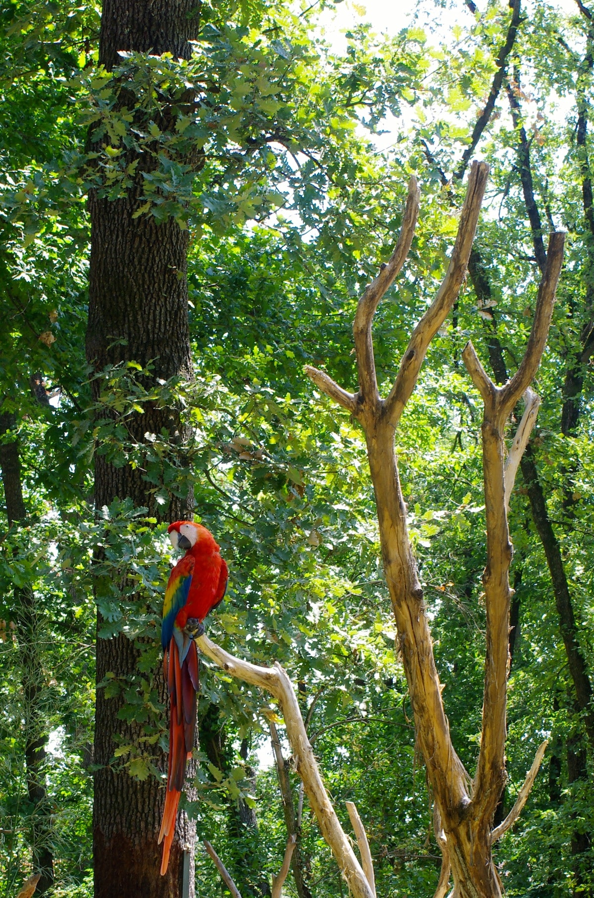 zoo african safari ara chloroptère