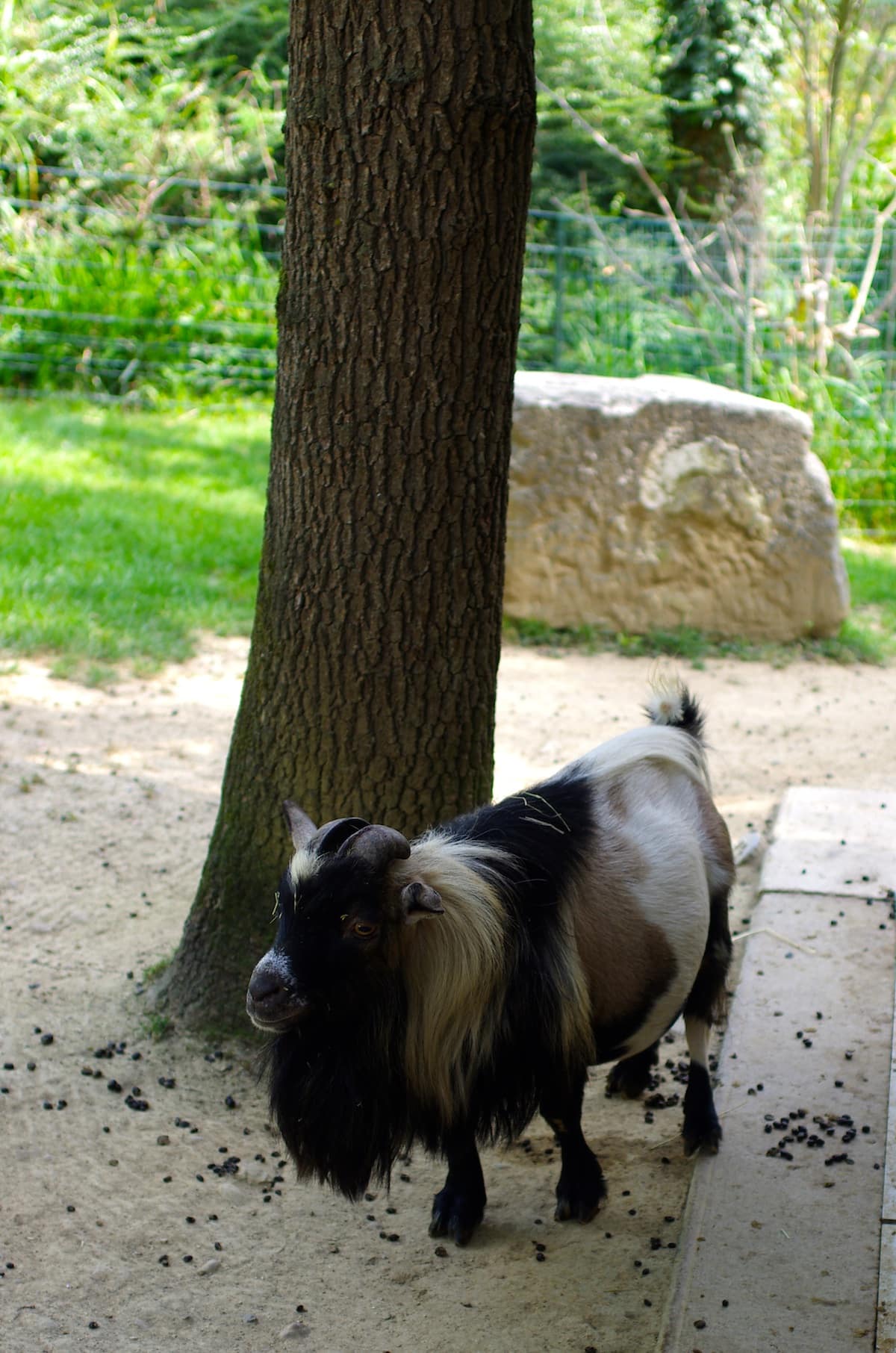 zoo african safari bouc dans la ferme