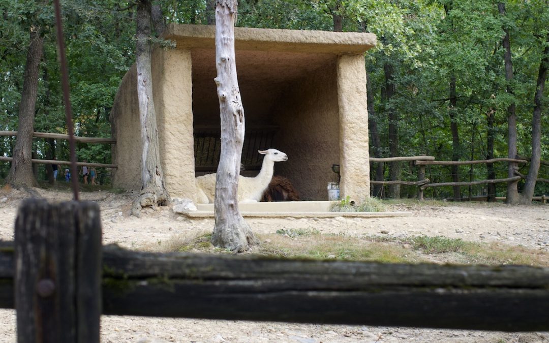 zoo african safari lama